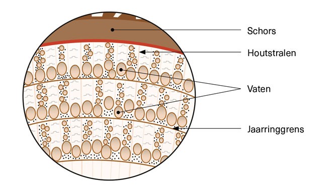 Porienvullers hout_Afb_1